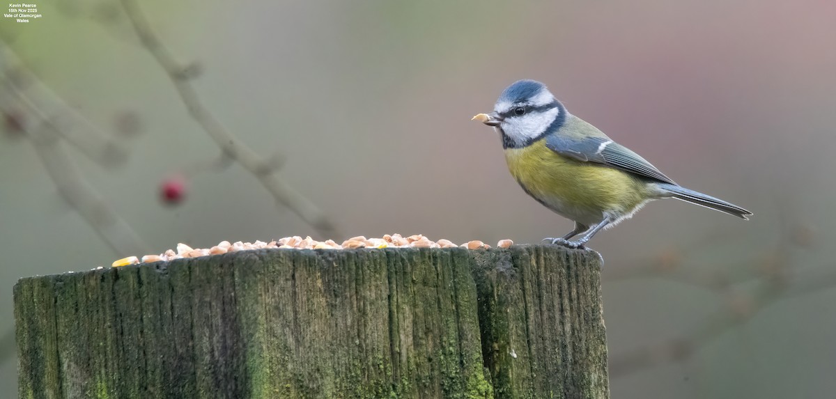 sýkora modřinka - ML645332207