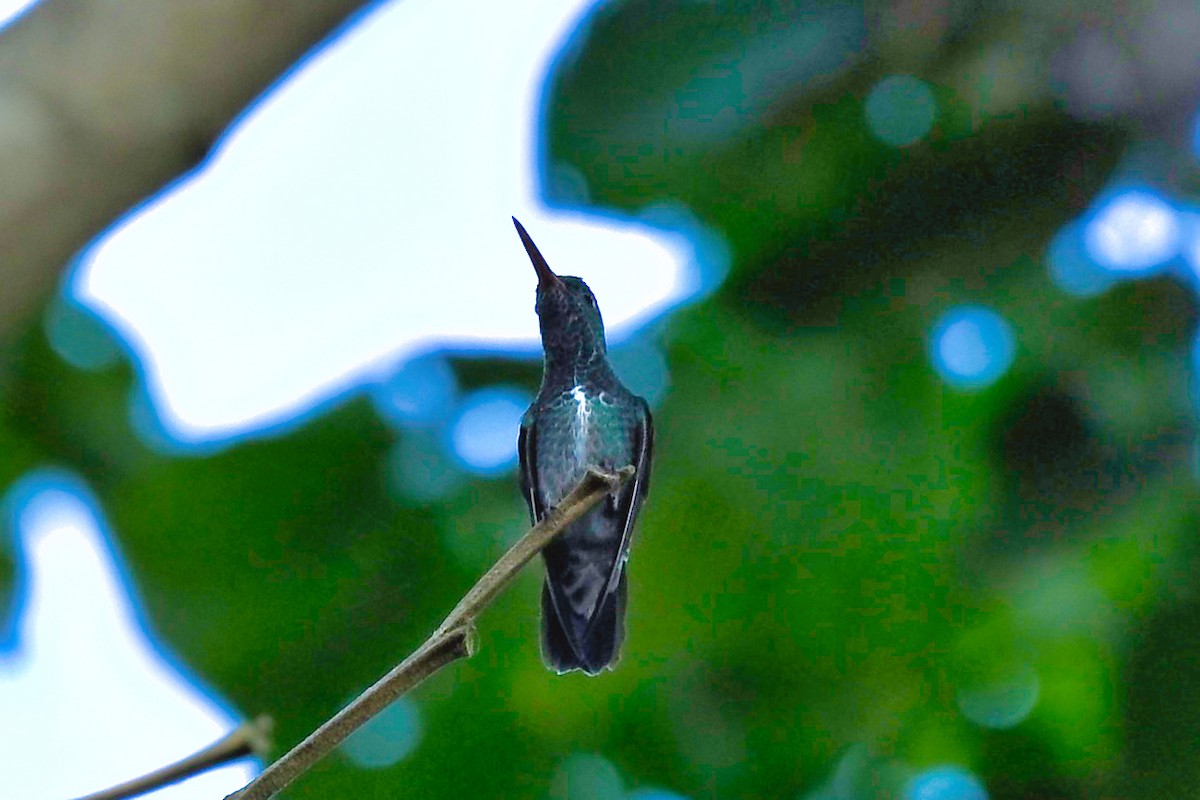 Glittering-throated Emerald - ML645332208