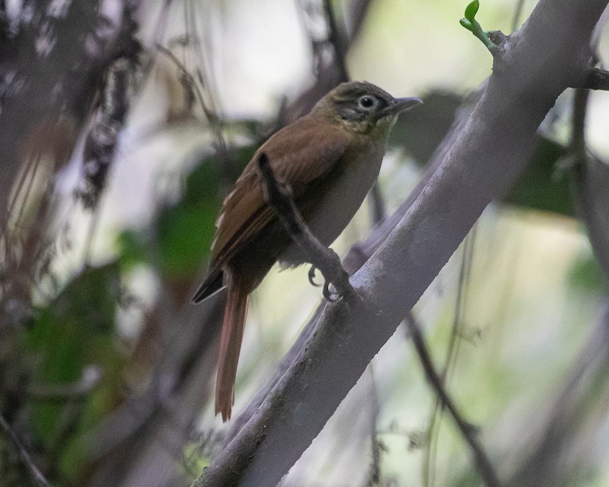 Montane Foliage-gleaner - ML645332210