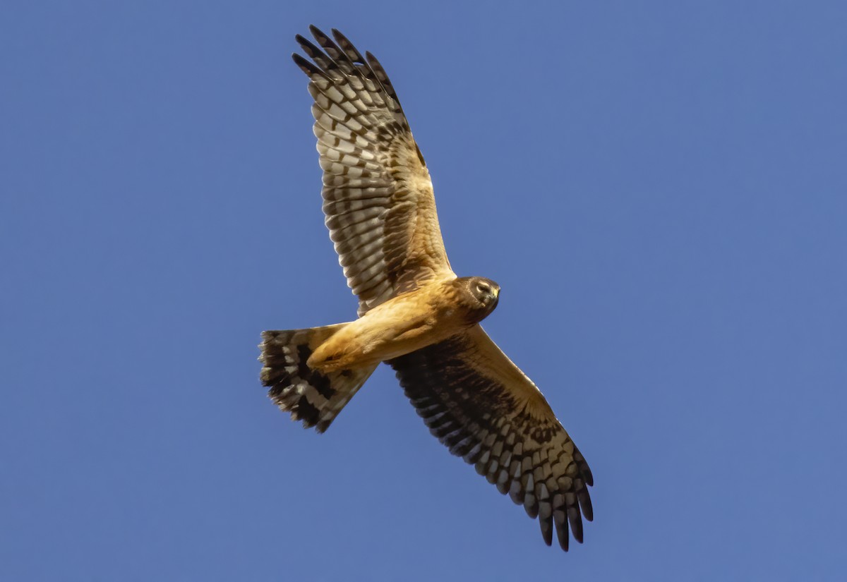Northern Harrier - ML645332214