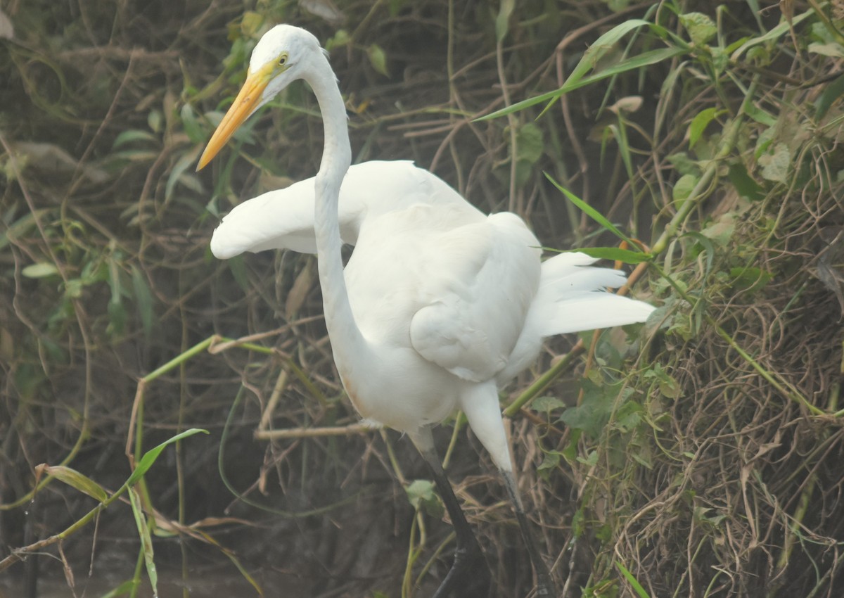 ダイサギ - ML645332215