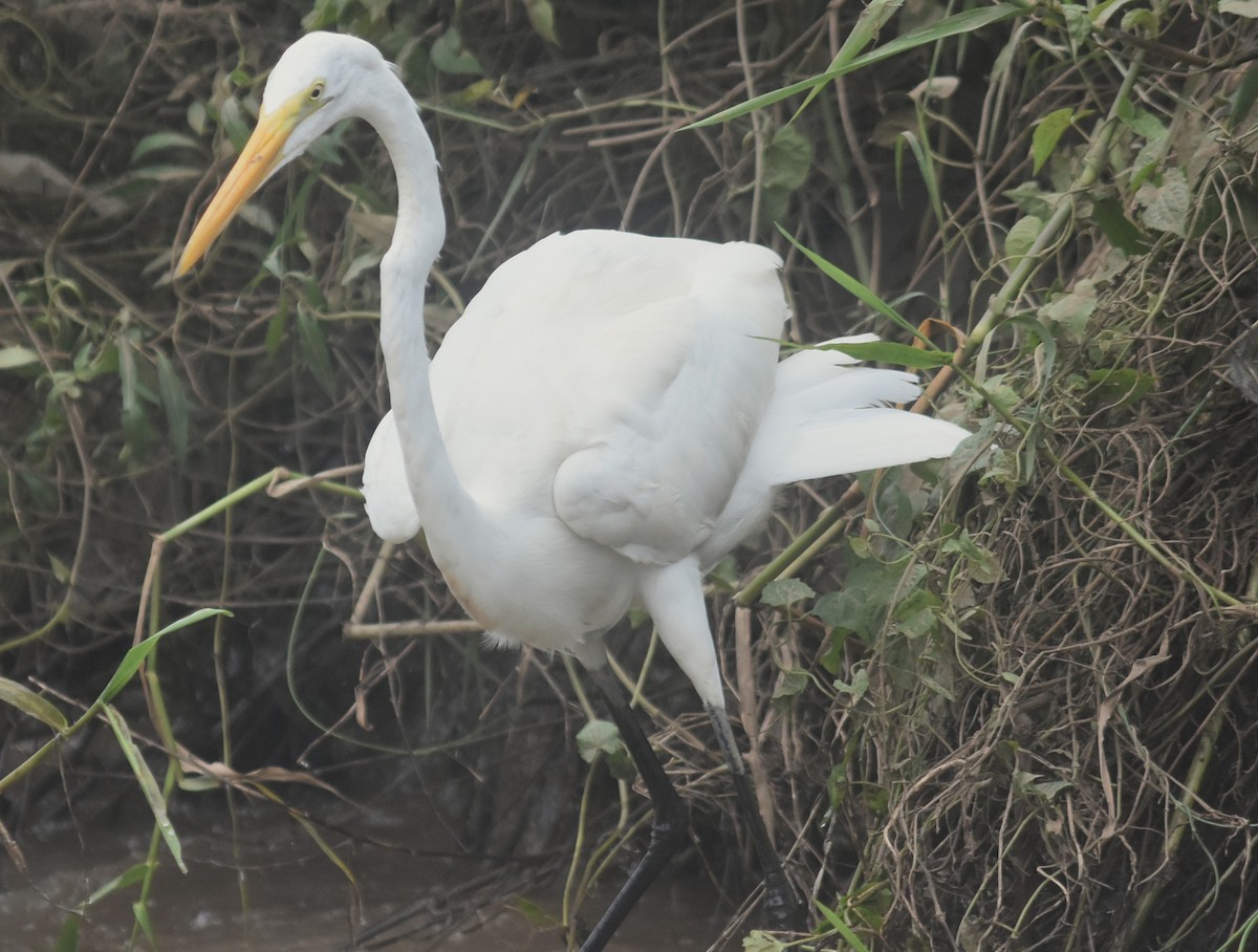 ダイサギ - ML645332216