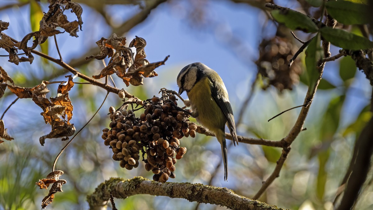 sýkora modřinka - ML645332218