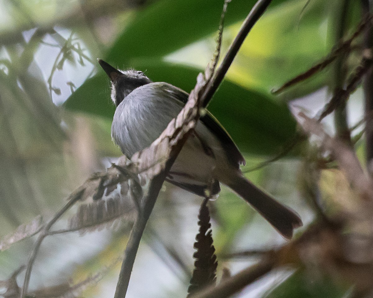 Black-throated Tody-Tyrant - ML645332224