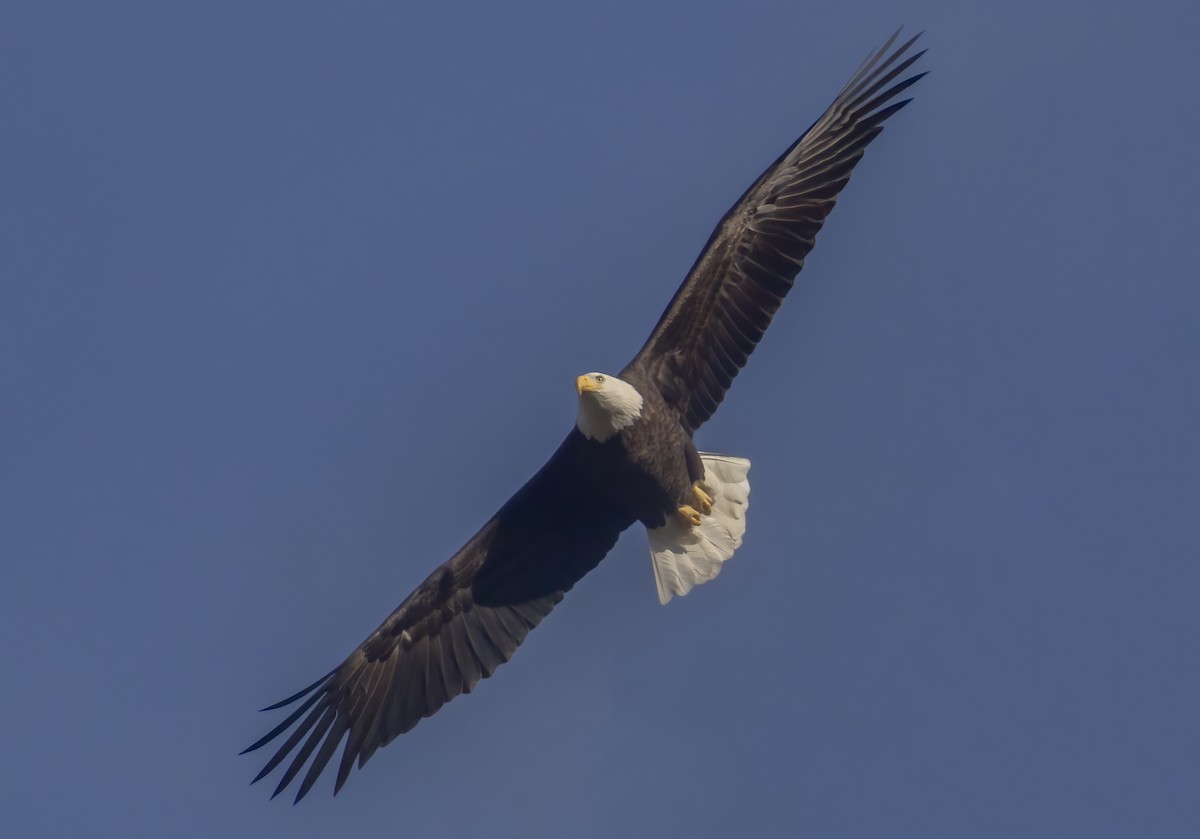 Bald Eagle - ML645332228