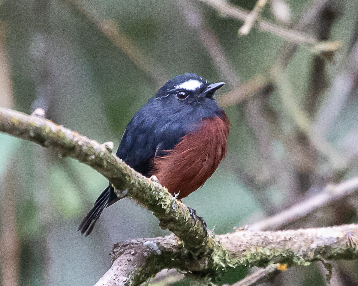 Chestnut-bellied Chat-Tyrant - ML645332232