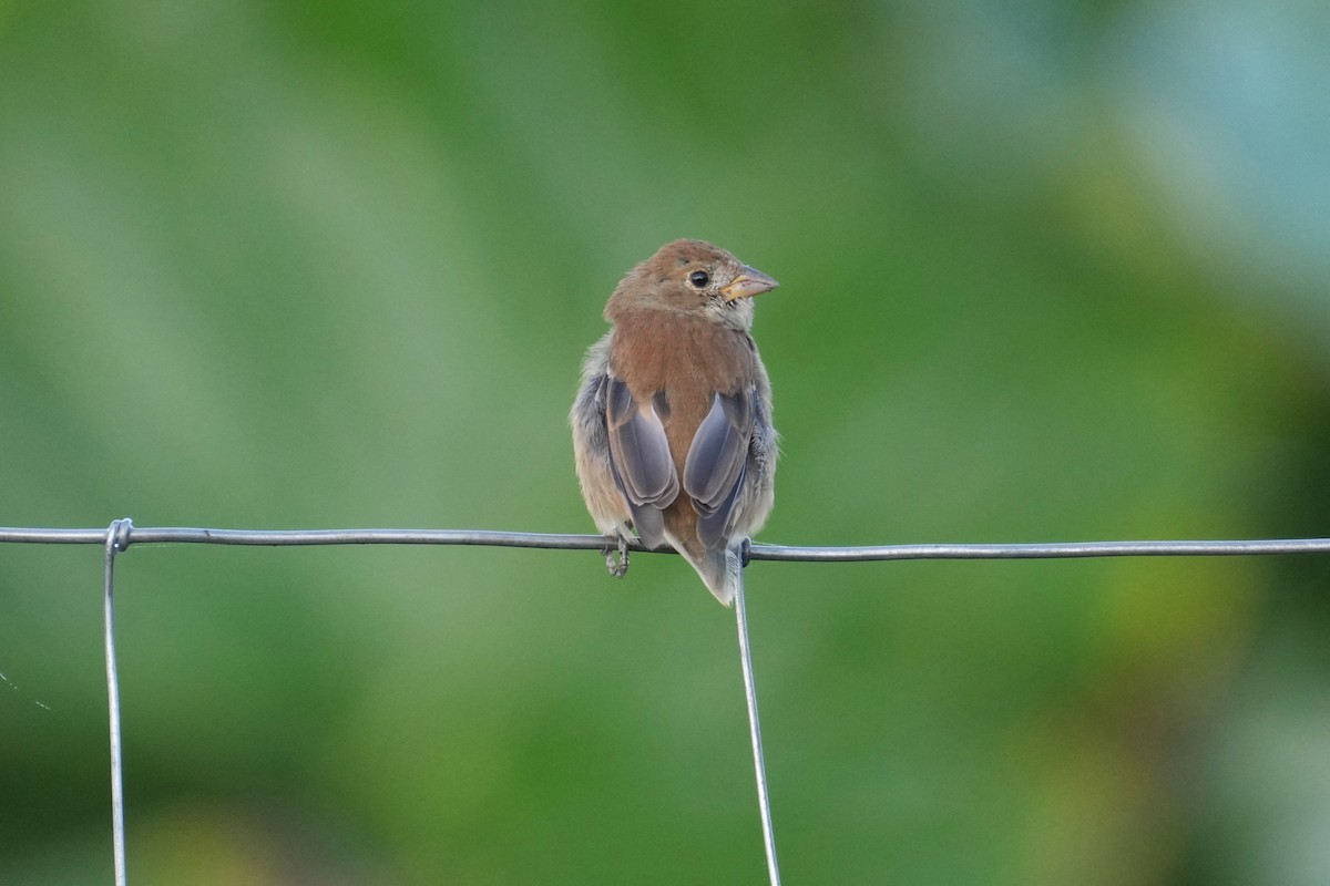 Indigo Bunting - ML645332233