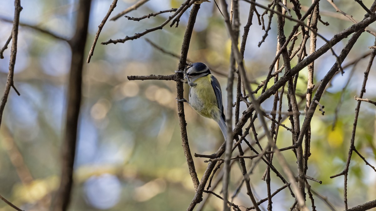 sýkora modřinka - ML645332250