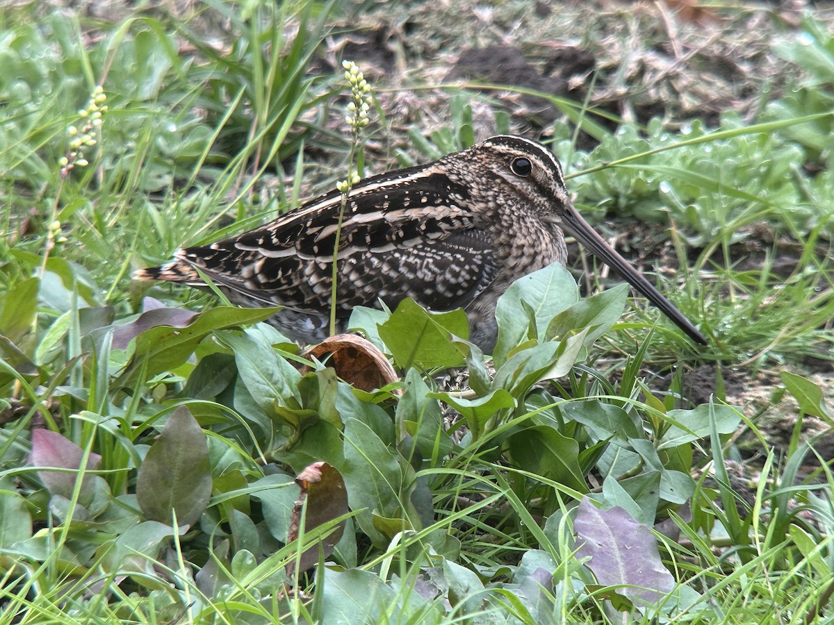 Wilson's Snipe - ML645332255