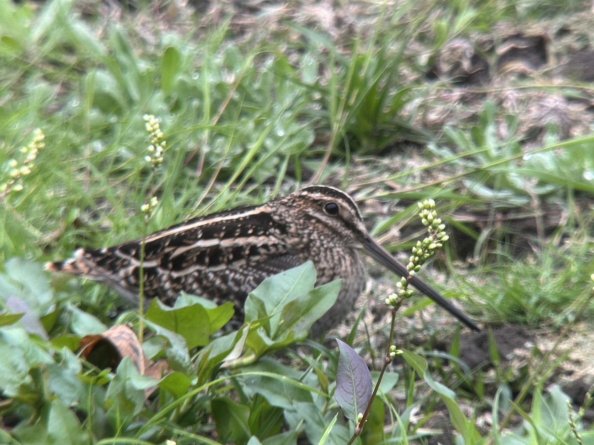 Wilson's Snipe - ML645332256