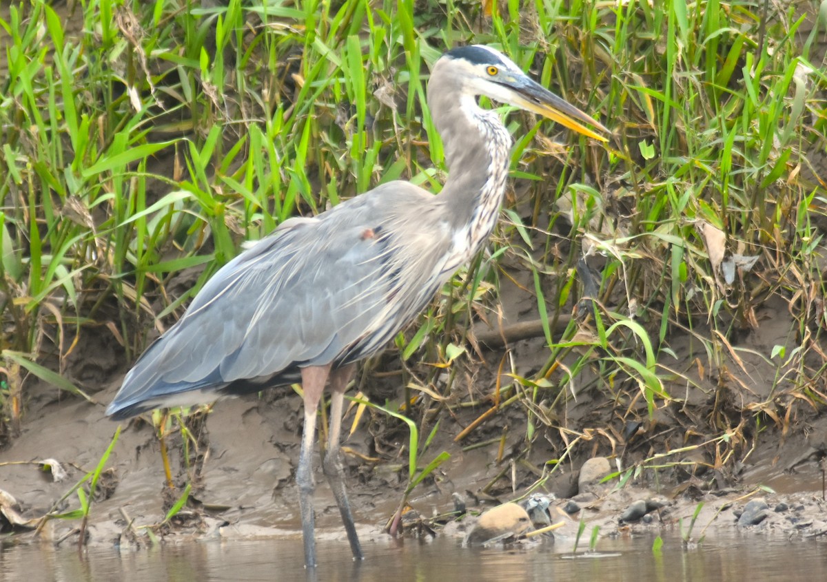 オオアオサギ - ML645332258