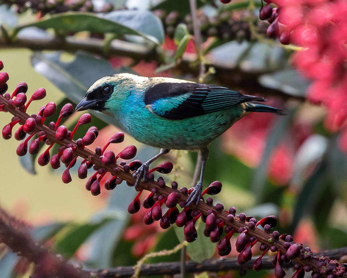 テリミドリフウキンチョウ - ML645332261