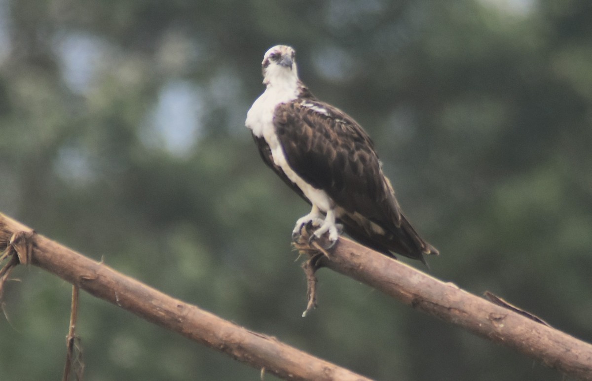 ミサゴ - ML645332282