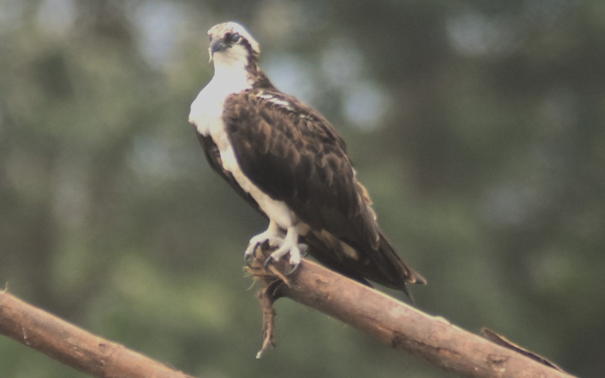 ミサゴ - ML645332283