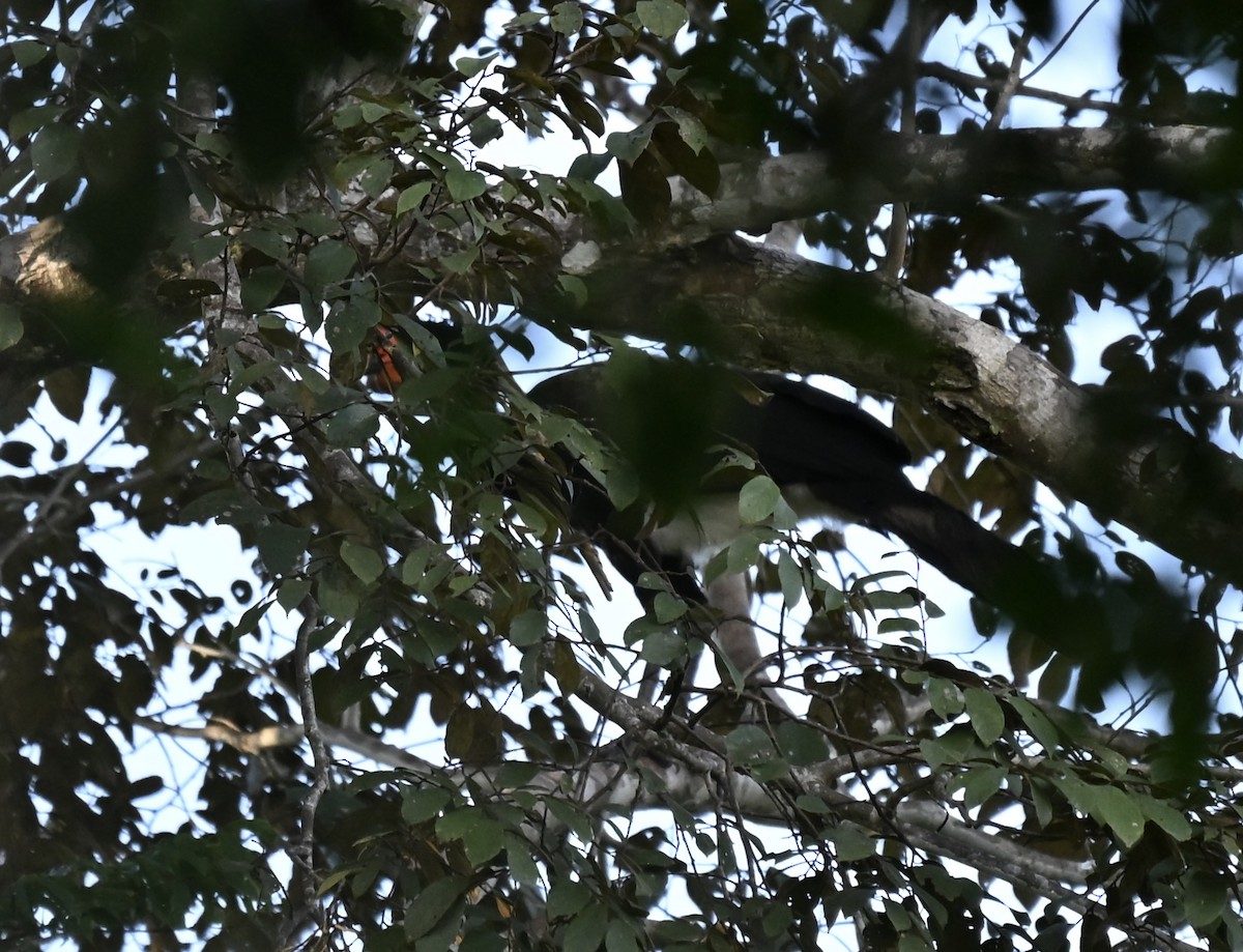 Wattled Curassow - ML645332288