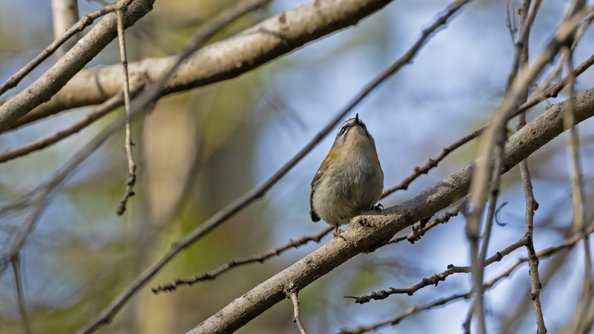 Common Firecrest - ML645332301