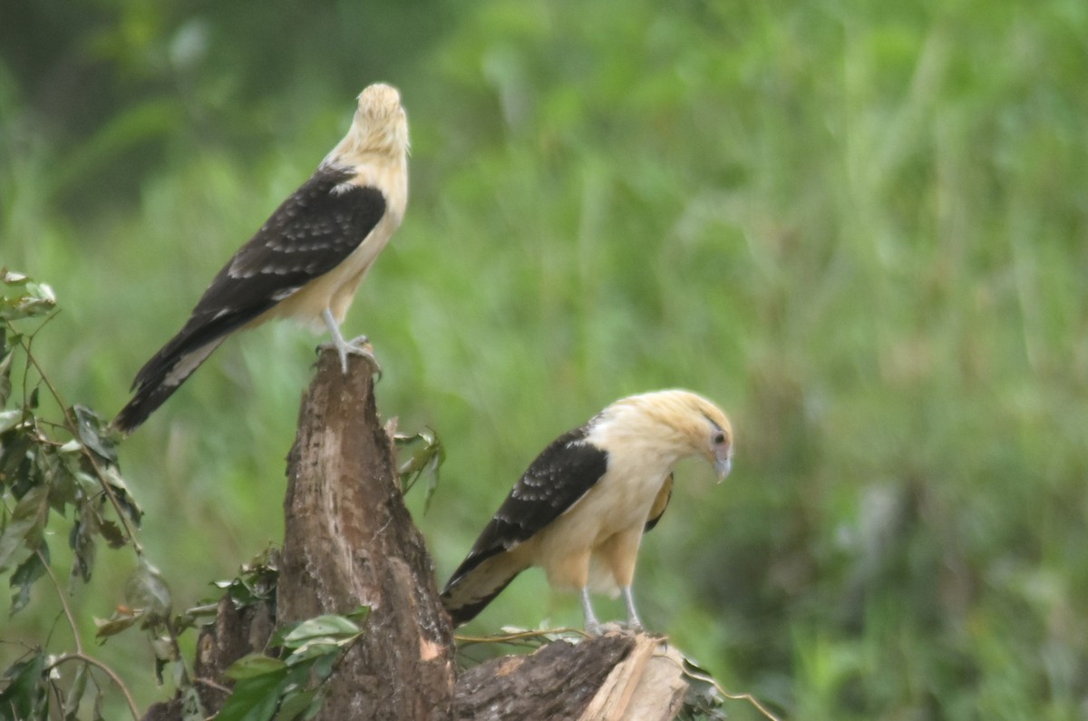 キバラカラカラ - ML645332302