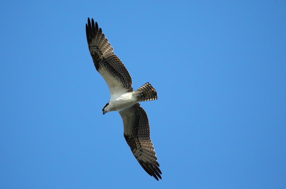 Osprey - ML645332321