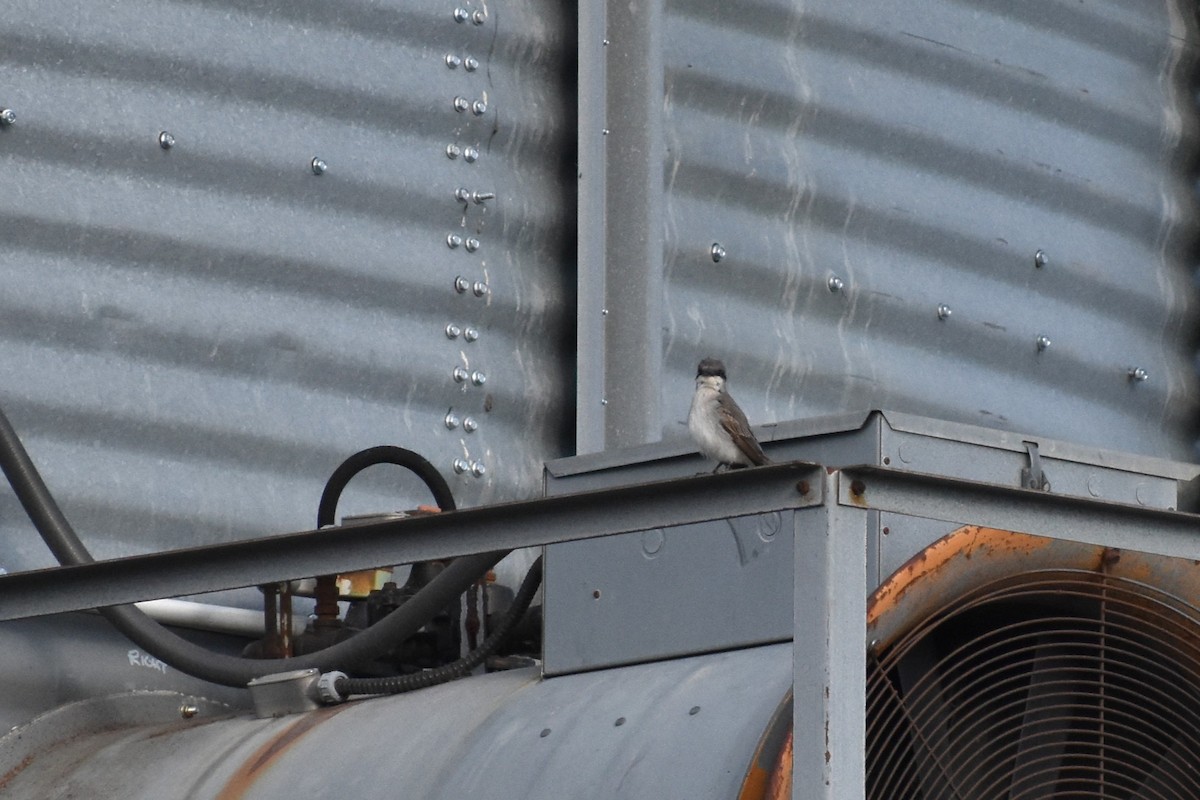 Gray Kingbird - ML645332330
