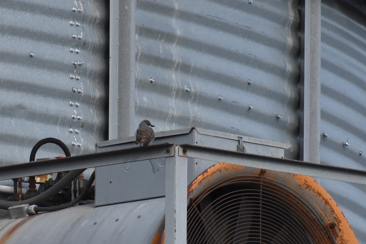 Gray Kingbird - ML645332331