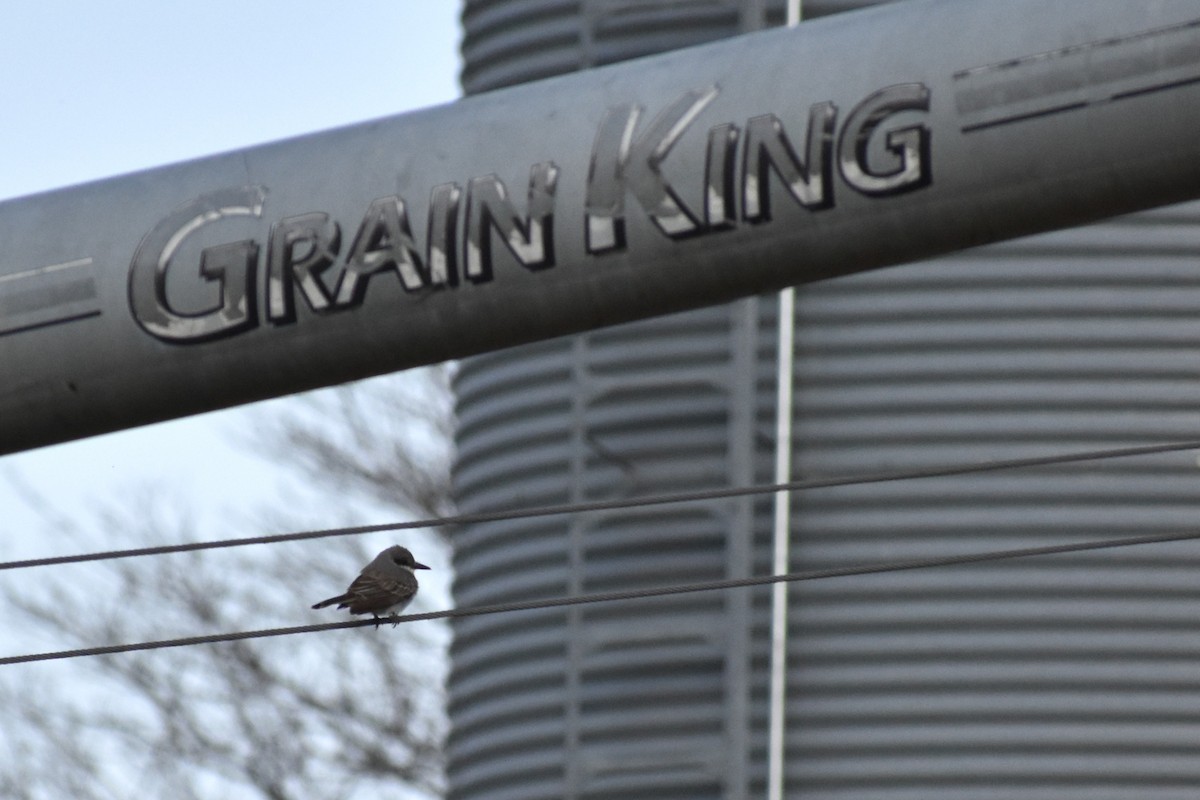 Gray Kingbird - ML645332332