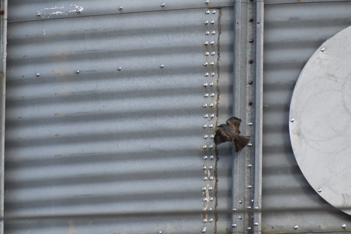 Gray Kingbird - ML645332333