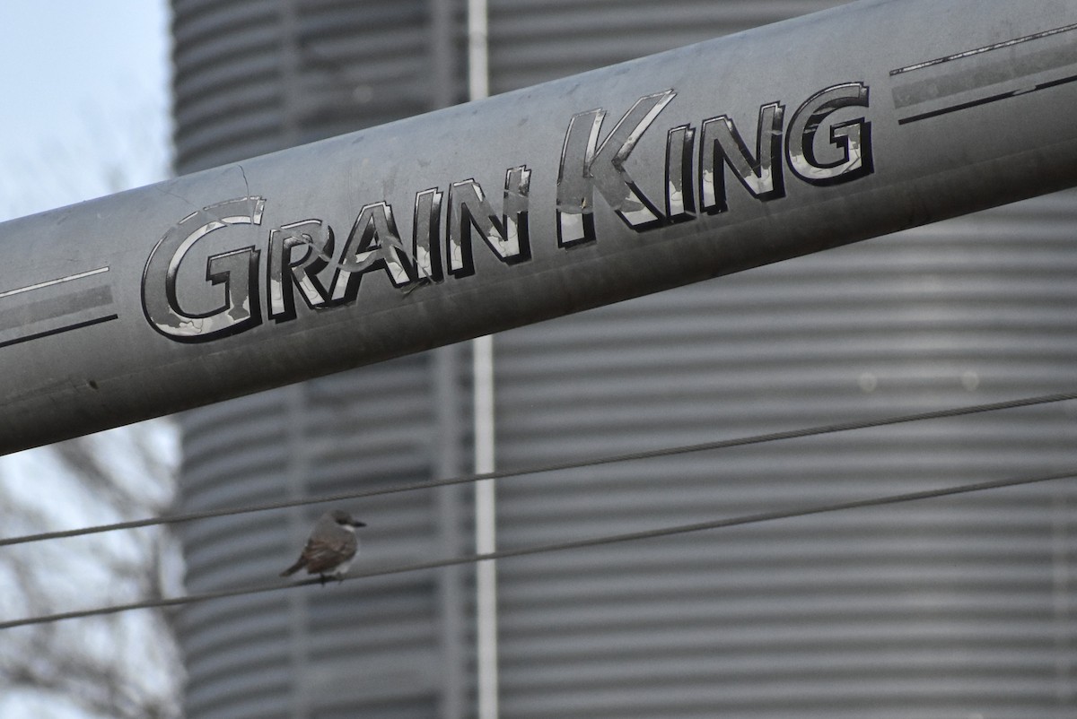 Gray Kingbird - ML645332334