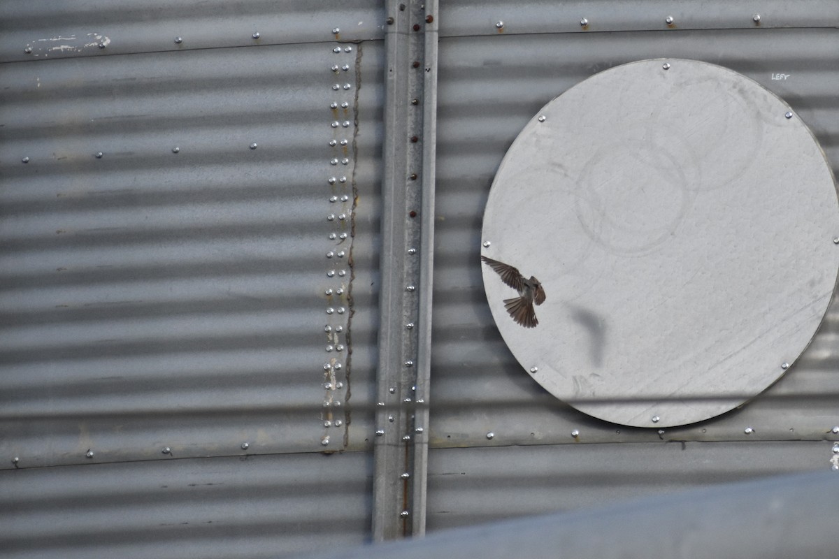 Gray Kingbird - ML645332335