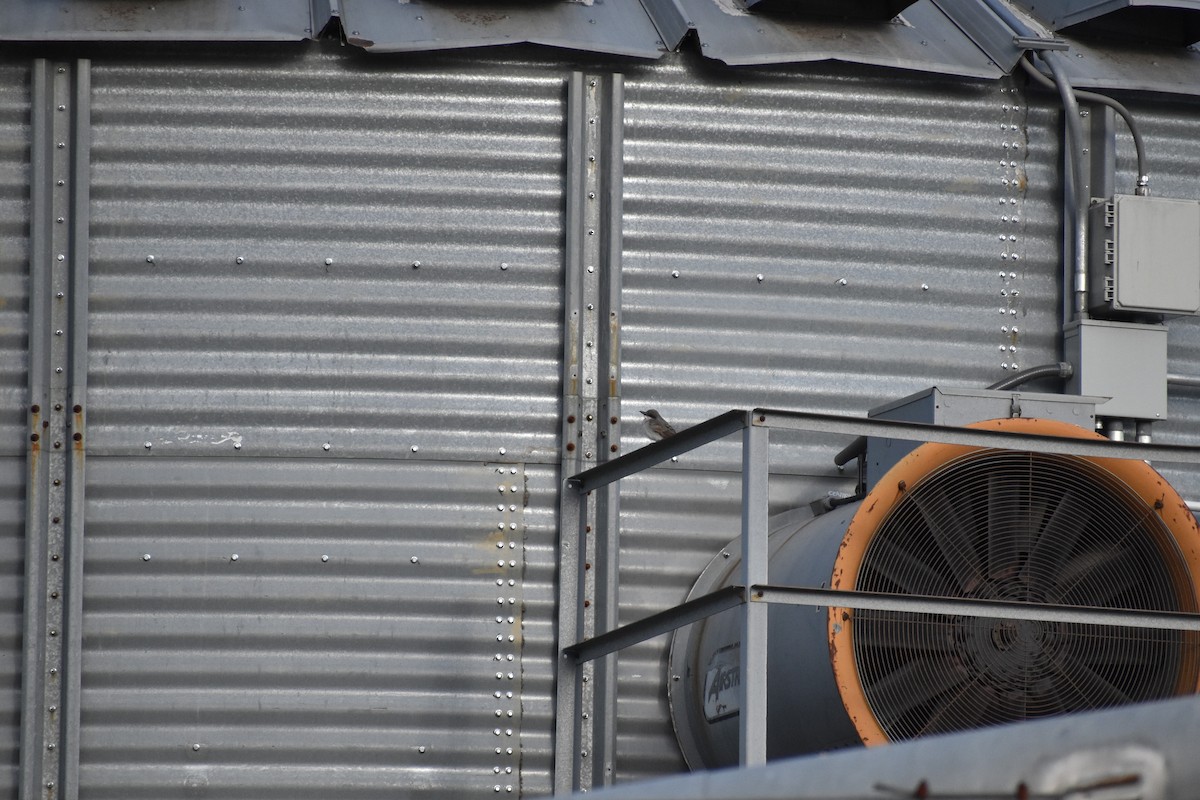 Gray Kingbird - ML645332336