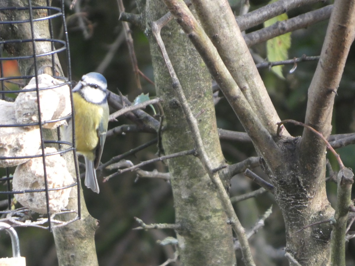 sýkora modřinka - ML645332355