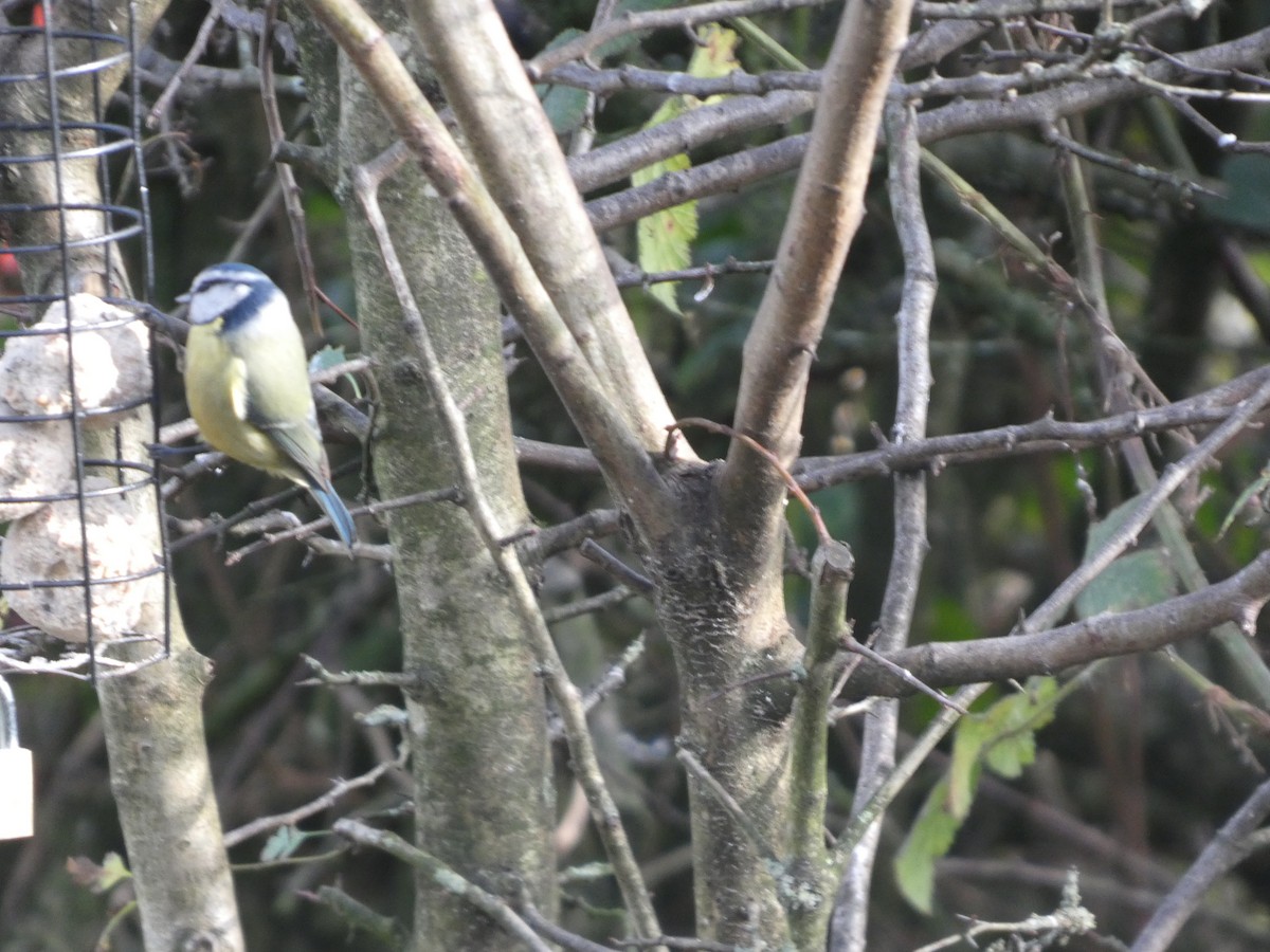 sýkora modřinka - ML645332356