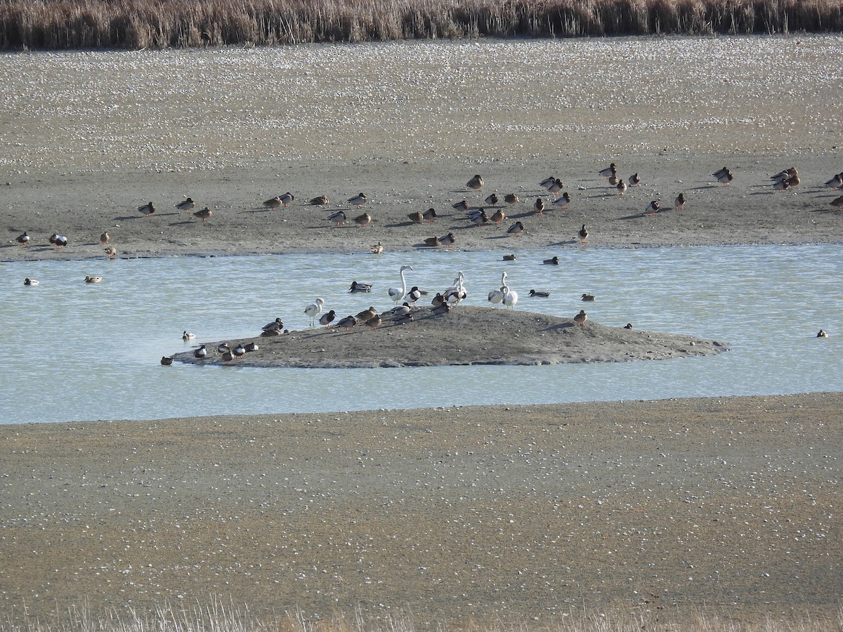 Greater Flamingo - ML645332364