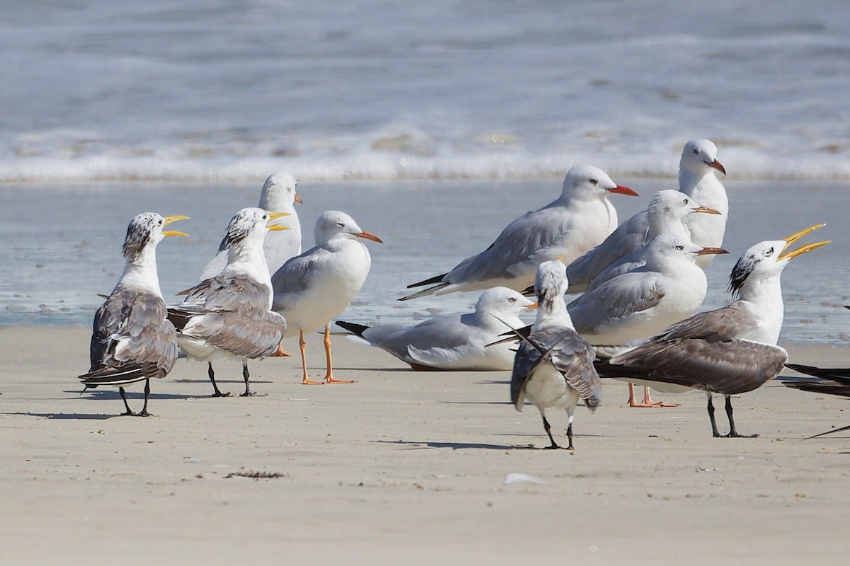 Slender-billed Gull - ML645332368