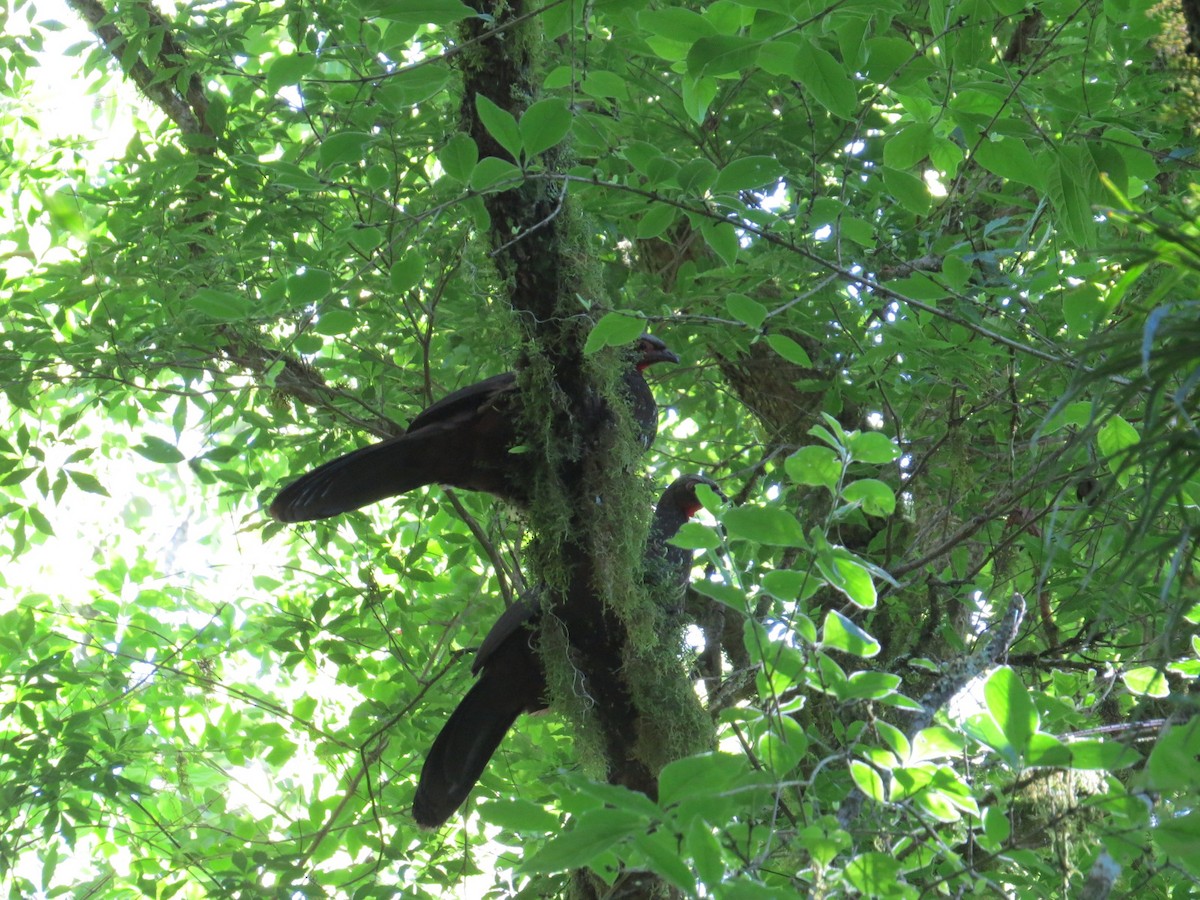 Краснолицая пенелопа - ML645332403