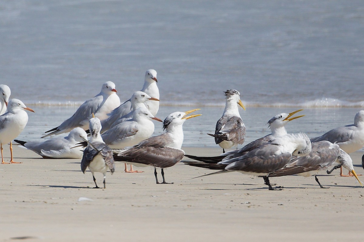 Slender-billed Gull - ML645332404