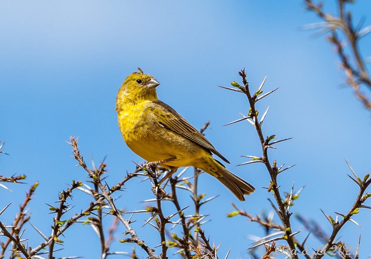 Greenish Yellow-Finch - ML645332409