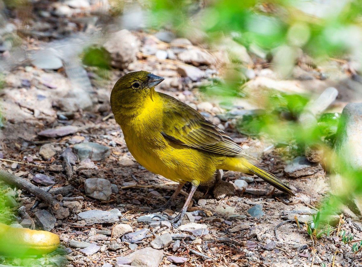 Greenish Yellow-Finch - ML645332410
