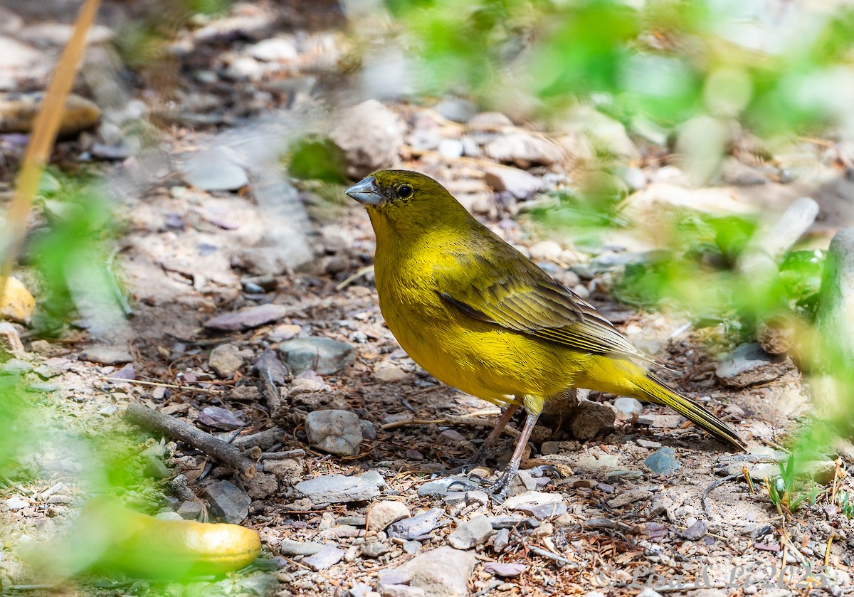 Greenish Yellow-Finch - ML645332411