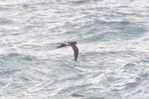 Wellenläufer - ML645332415