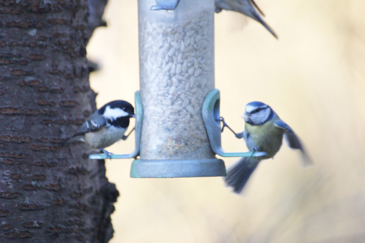 sýkora modřinka - ML645332429