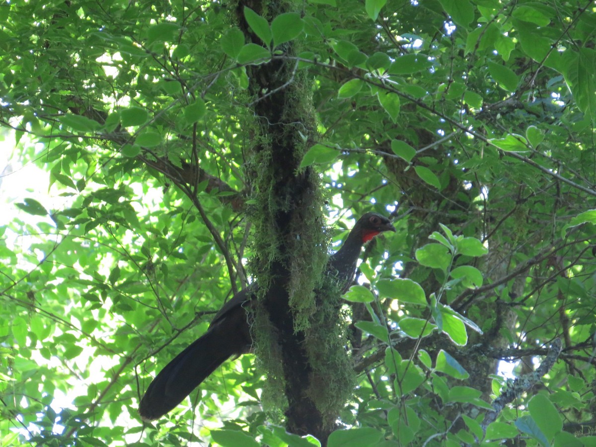 Краснолицая пенелопа - ML645332431