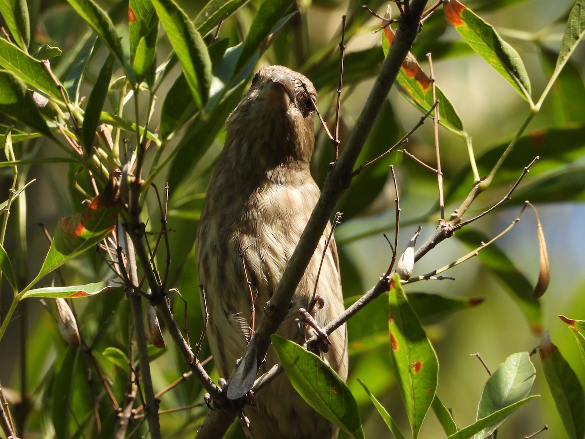 House Finch - ML645332434