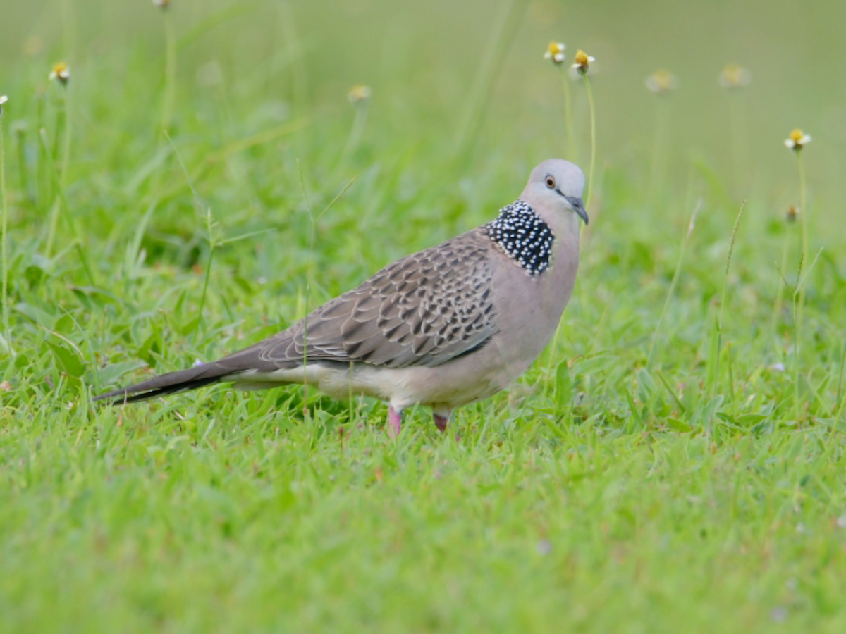 Spotted Dove - ML645332438