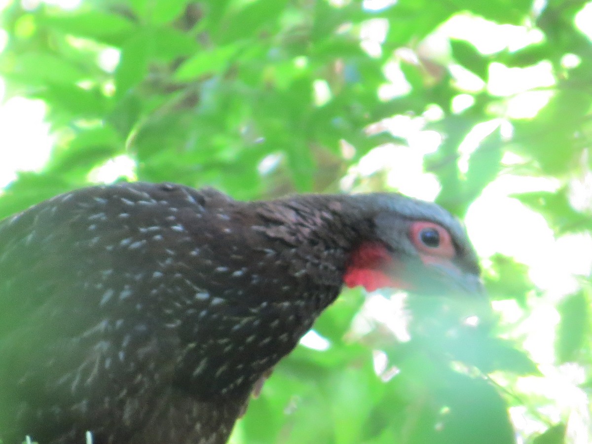 Краснолицая пенелопа - ML645332445