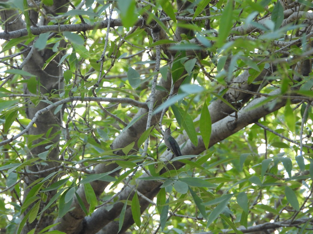 Broad-billed Hummingbird - ML645332446