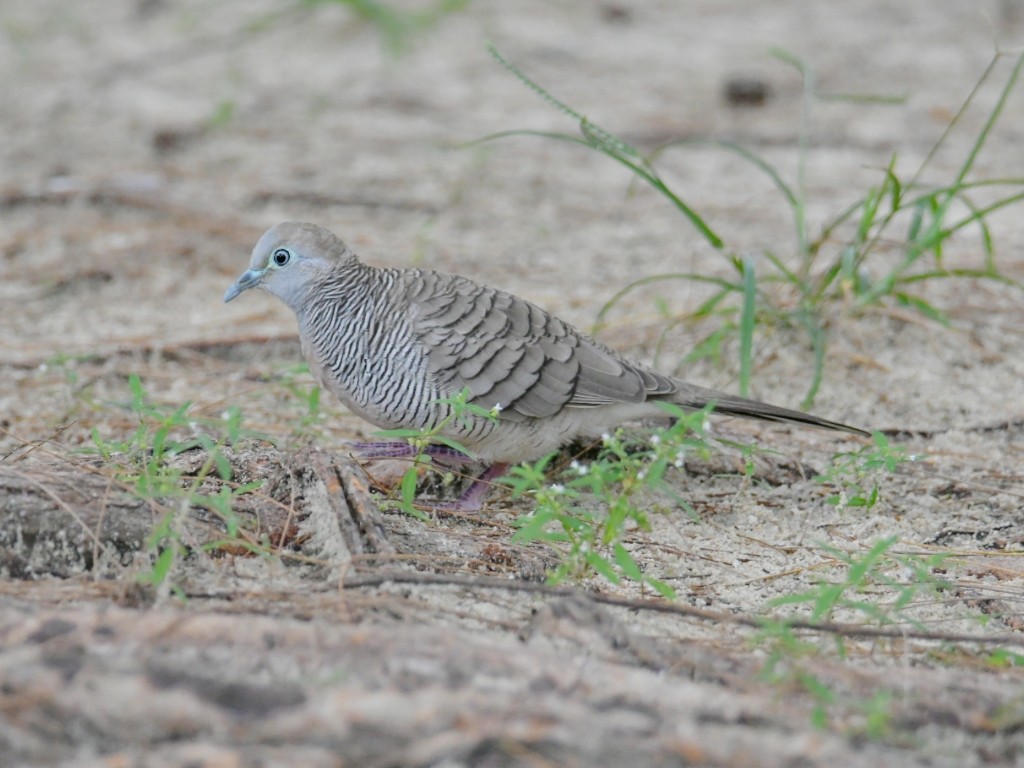 Zebra Dove - ML645332449