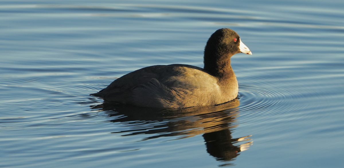 American Coot - ML645332460