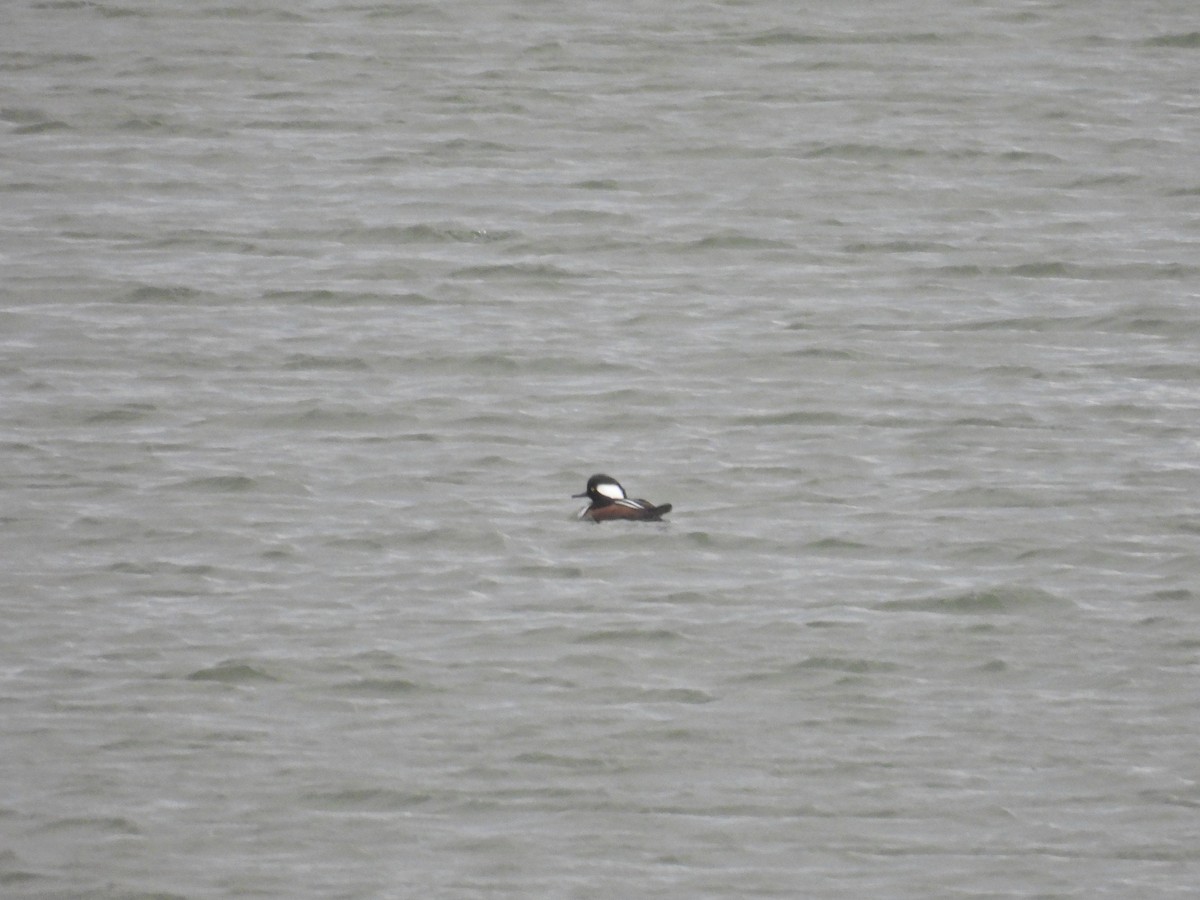 Hooded Merganser - ML645332463