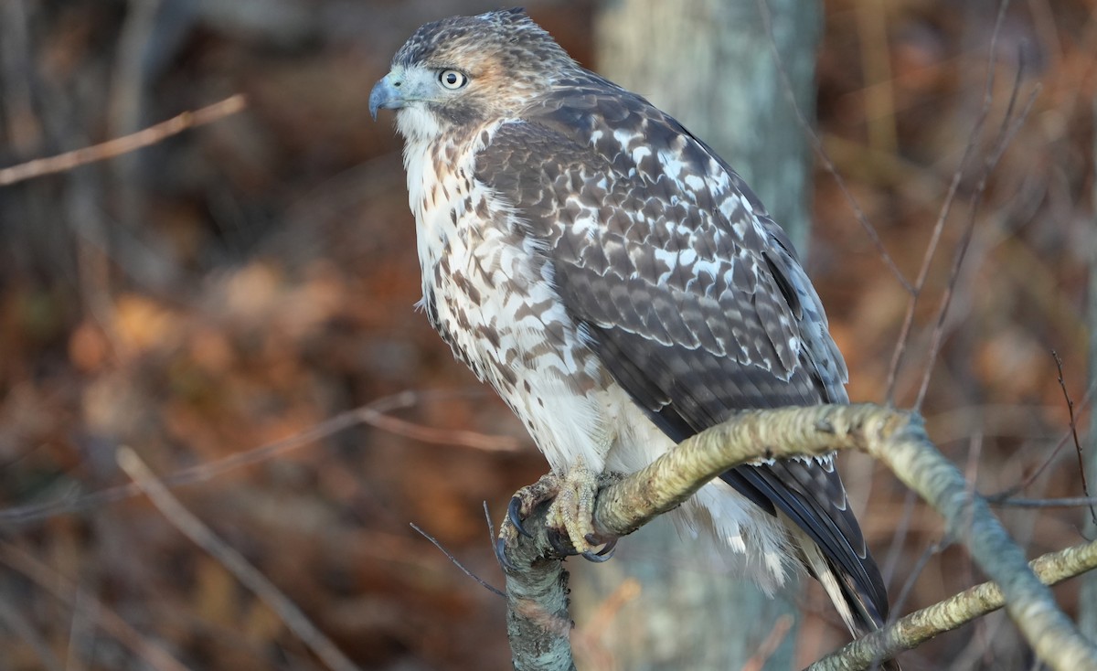 Red-tailed Hawk - ML645332471