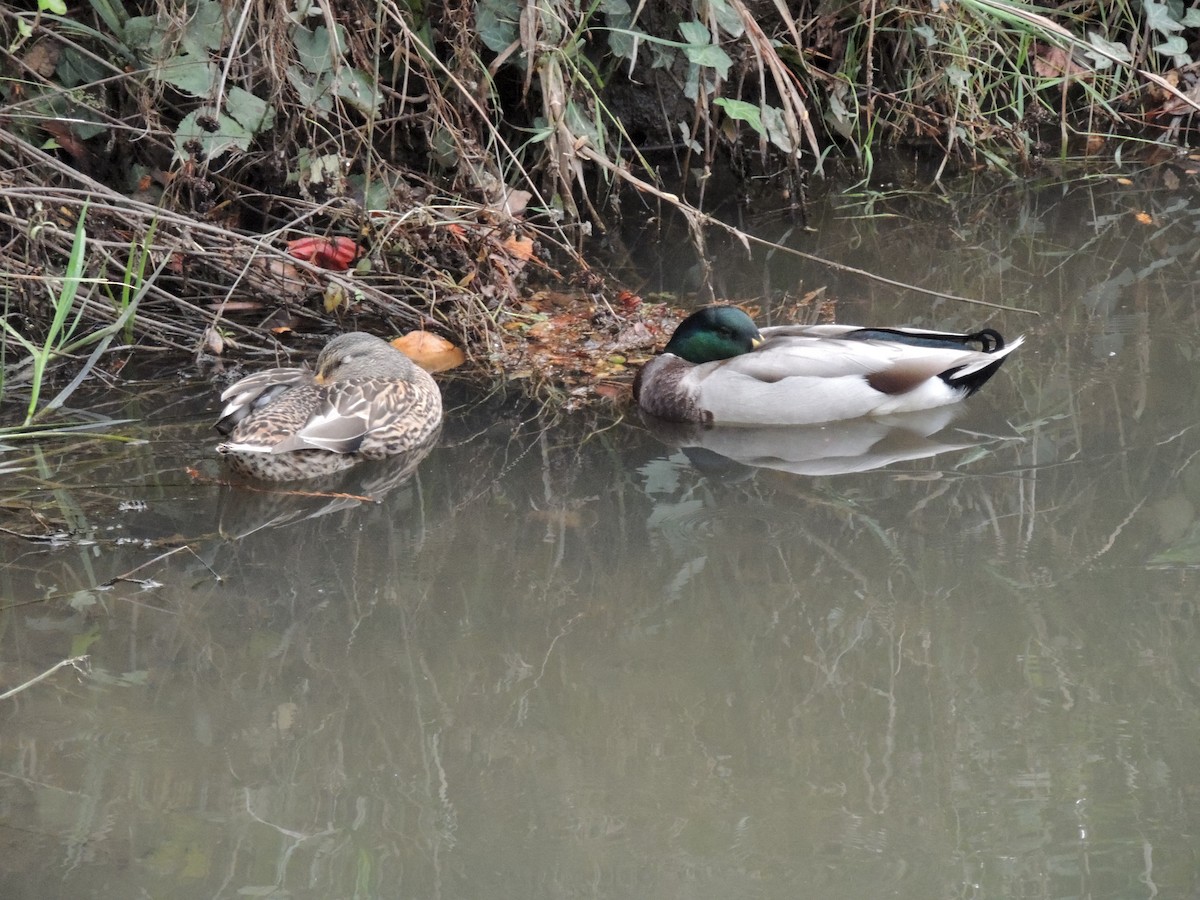 Mallard - ML645332473